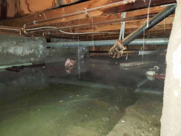 Best Water damage cleanup near me  in West Homestead, PA